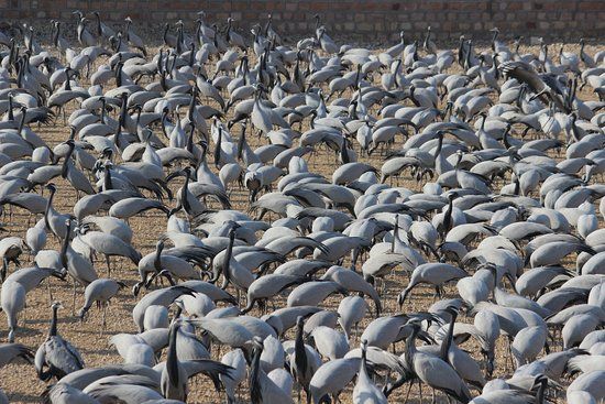 Khichan Bird Sanctuary